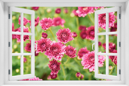 Fototapeta Naklejka Na Ścianę Okno 3D - Chrysanthemum flowers blooming in a garden. (selective focus)
