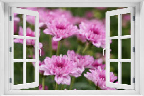 Fototapeta Naklejka Na Ścianę Okno 3D - close up Chrysanthemum flower blooming in the garden