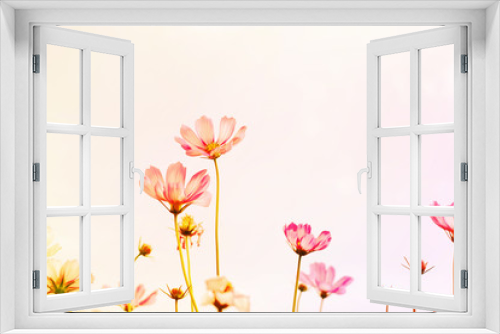 Fototapeta Naklejka Na Ścianę Okno 3D - Cosmos flowers look beautiful and sweet pink.