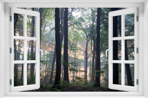 Fototapeta Naklejka Na Ścianę Okno 3D - Rezerwat Segiet UNESCO Bytom lasy