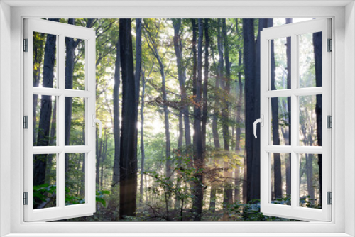 Fototapeta Naklejka Na Ścianę Okno 3D - Rezerwat Segiet UNESCO Bytom lasy