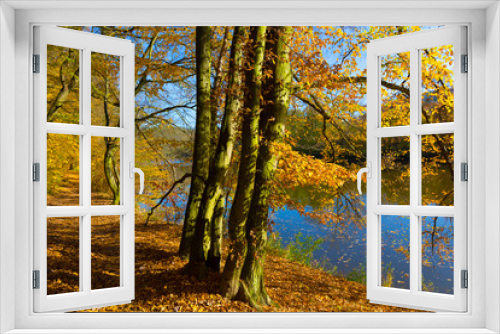 Fototapeta Naklejka Na Ścianę Okno 3D - Colorful autumn Nature with old big Trees about River Sazava in Central Bohemia, Czech Republic