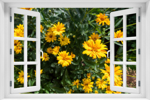 Fototapeta Naklejka Na Ścianę Okno 3D - Wildflowers