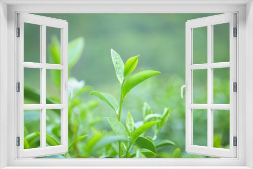 Fototapeta Naklejka Na Ścianę Okno 3D - Fresh tea  leaves.