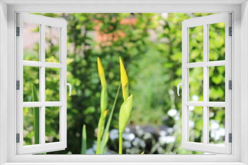 Fototapeta Naklejka Na Ścianę Okno 3D - Aufgehende Blüte der Wasser-Schwertlilie