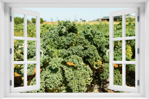 Fototapeta Naklejka Na Ścianę Okno 3D - kale vegetable garden farm healthy eating lifestyle Australia Queensland 