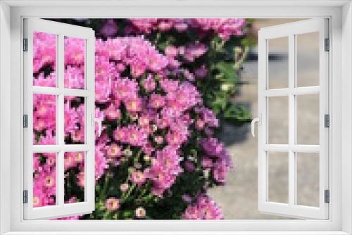 Fototapeta Naklejka Na Ścianę Okno 3D - chrysanthème 1er novembre