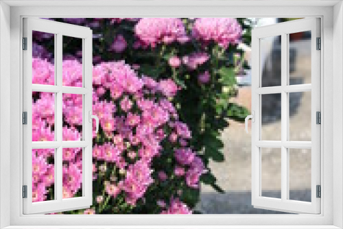 Fototapeta Naklejka Na Ścianę Okno 3D - chrysanthème