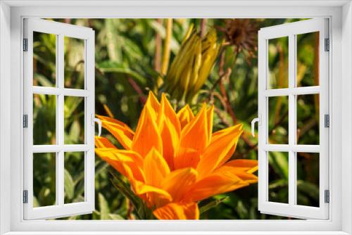 Fototapeta Naklejka Na Ścianę Okno 3D - Orange lily lat. Lilium bulbiferum  from Botanical Garden for catalog. Effects of natural light. Shallow depth of field. Handmade nature. Flower landscape. Background for your design