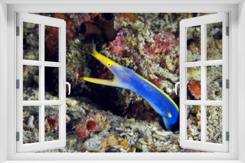 Fototapeta Naklejka Na Ścianę Okno 3D - A blue ribbon eel (Rhinomuraena quaesita) leaned out of its lair. Philippines.