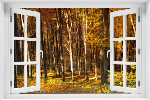 Fototapeta Naklejka Na Ścianę Okno 3D - through the autumn beech forest