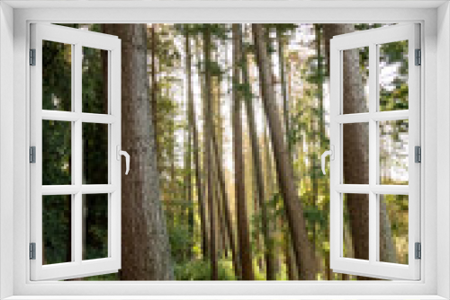 Fototapeta Naklejka Na Ścianę Okno 3D - trunks of pines in the forest