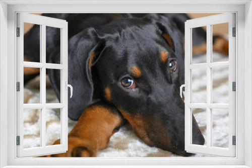 Fototapeta Naklejka Na Ścianę Okno 3D - Cute Doberman Pinscher puppy