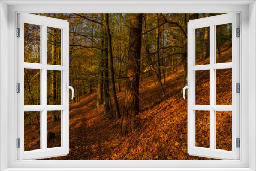 Fototapeta Naklejka Na Ścianę Okno 3D - Color orange forest in Moravia region in sunny color orange day