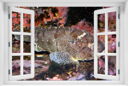 Fototapeta Naklejka Na Ścianę Okno 3D - scorpion fish