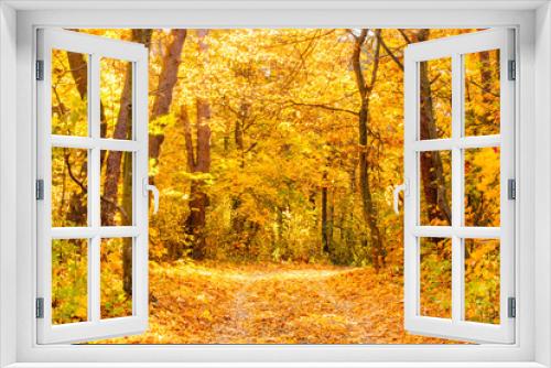 Fototapeta Naklejka Na Ścianę Okno 3D - Golden foliage falls off trees in mixed forest, seasonal landscape. Colors in nature concept