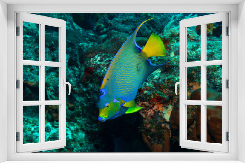 Fototapeta Naklejka Na Ścianę Okno 3D - Angelfish in the Caribbean Sea
