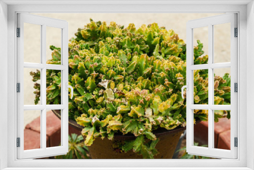 Fototapeta Naklejka Na Ścianę Okno 3D - cactus