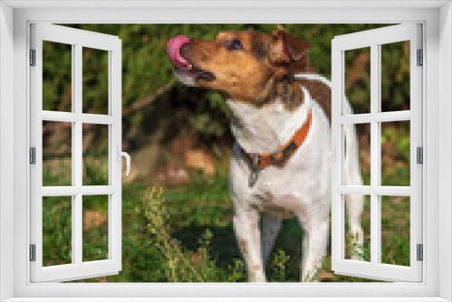 Fototapeta Naklejka Na Ścianę Okno 3D - Jack Russell Terrier for a walk in the autumn park.