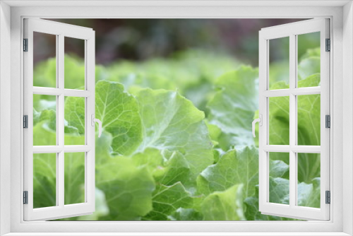 Fototapeta Naklejka Na Ścianę Okno 3D - Fresh Green Lettuce Leaves Background