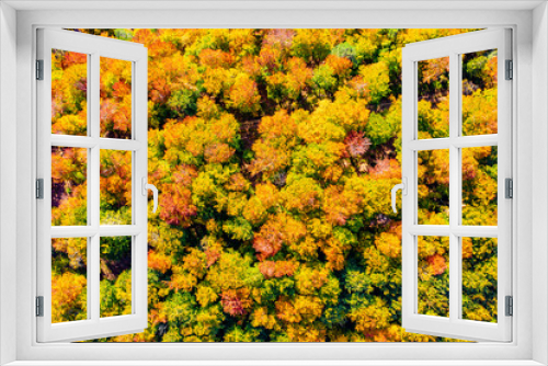 Fototapeta Naklejka Na Ścianę Okno 3D - Herbst Wald Laub