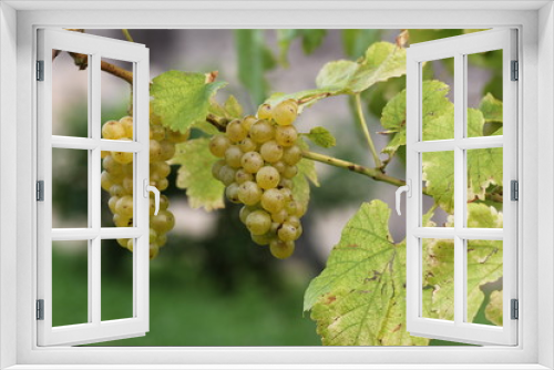 Fototapeta Naklejka Na Ścianę Okno 3D - Più propriamente l'uva è un'infruttescenza, cioè un raggruppamento di frutti, detto grappolo.