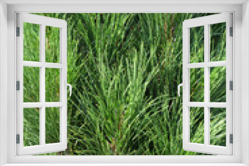 Fototapeta Naklejka Na Ścianę Okno 3D - Green Tower Austrian pine