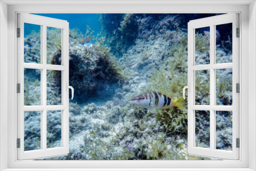 Fototapeta Naklejka Na Ścianę Okno 3D - Underwater view of a school of fish swimming in the Mediterranean Sea.