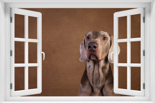 Fototapeta Naklejka Na Ścianę Okno 3D - Close up portrait of an adorable pointer dog looking at camera