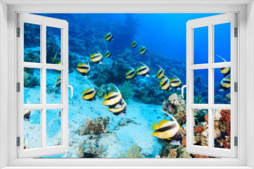 Fototapeta Naklejka Na Ścianę Okno 3D - School of Bannerfish at the Red Sea, Egypt