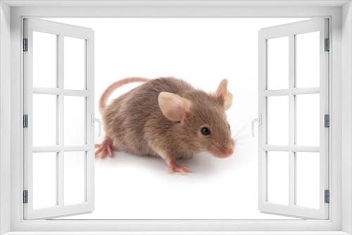 Fototapeta Naklejka Na Ścianę Okno 3D - Small mouse