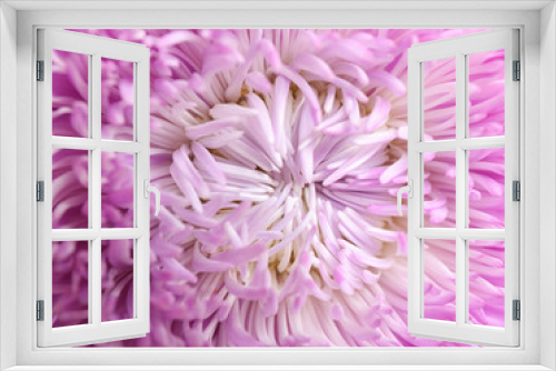 Fototapeta Naklejka Na Ścianę Okno 3D - Beautiful violet aster flower on white background, closeup