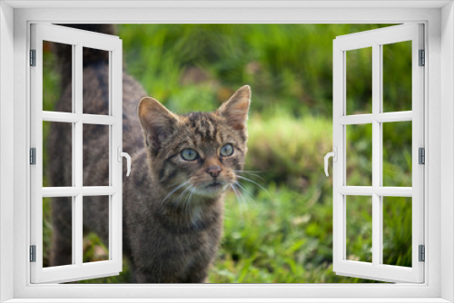 Fototapeta Naklejka Na Ścianę Okno 3D - WildCat