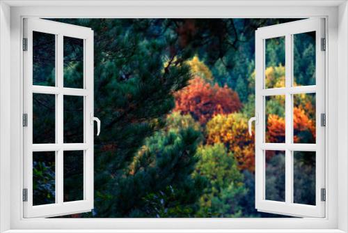 Fototapeta Naklejka Na Ścianę Okno 3D - Forest in autumn colors