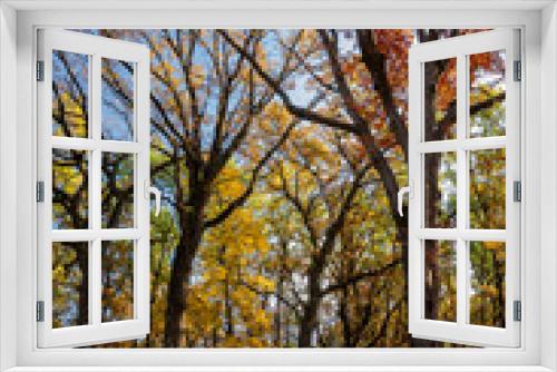 Fototapeta Naklejka Na Ścianę Okno 3D - 649-03 Autumn Glory in an Oak Savanna