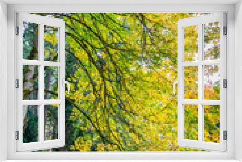Fototapeta Naklejka Na Ścianę Okno 3D - Tumwater Falls Park Autumn Branches 9