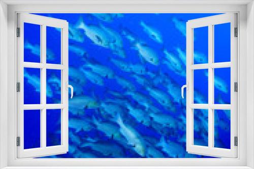 Fototapeta Naklejka Na Ścianę Okno 3D - School of Fish, Red Sea, Egypt
