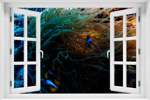 Fototapeta Naklejka Na Ścianę Okno 3D - Anemone fish and Coral at the Red Sea, Egypt