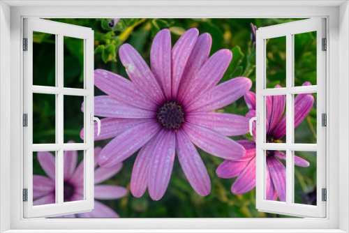 Fototapeta Naklejka Na Ścianę Okno 3D - Pink cosmos flower