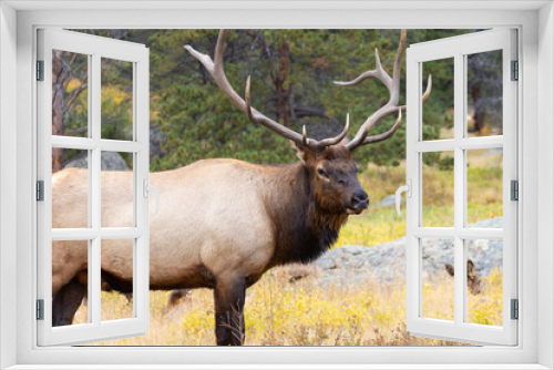 Fototapeta Naklejka Na Ścianę Okno 3D - Elk Herd on a Beautiful Rocky Mountain Evening