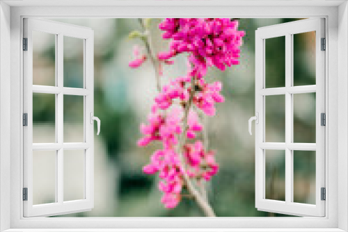 Fototapeta Naklejka Na Ścianę Okno 3D - Spring Flowers