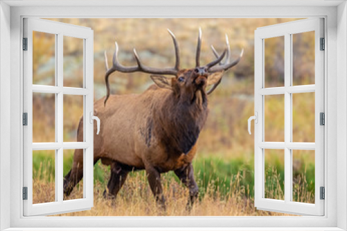 Fototapeta Naklejka Na Ścianę Okno 3D - Elk in the Rocky Mountains