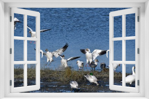 Fototapeta Naklejka Na Ścianę Okno 3D - A photo of Snow Geese landing to the shallow.   Richmond BC Canada