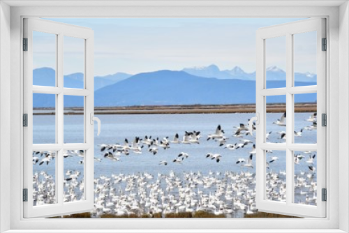 Fototapeta Naklejka Na Ścianę Okno 3D - Hundreds of Snow Geese gathered together in the shallows of the sea.   Richmond BC Canada