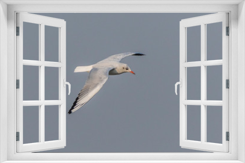 Fototapeta Naklejka Na Ścianę Okno 3D - Black headed gull