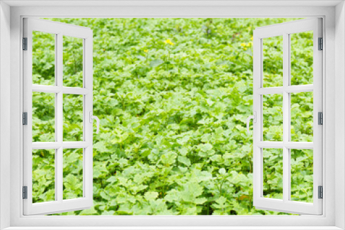 Fototapeta Naklejka Na Ścianę Okno 3D - Background from green leaves of mustard crop