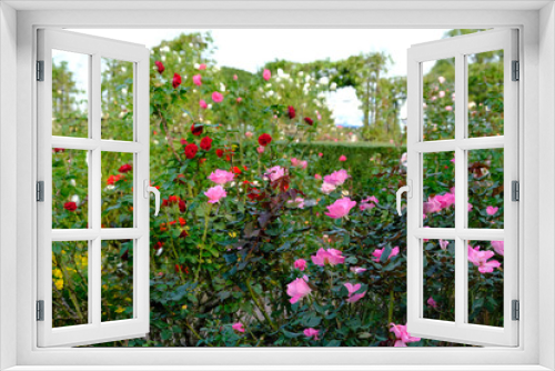 Fototapeta Naklejka Na Ścianę Okno 3D - rose flowers