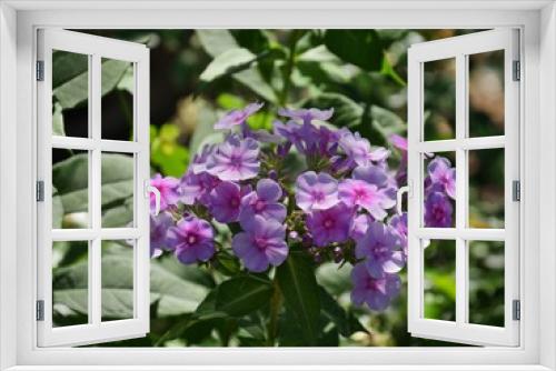 Fototapeta Naklejka Na Ścianę Okno 3D - Clusters of lilac fall phlox bouquets in a garden