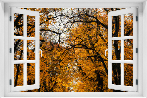 Fototapeta Naklejka Na Ścianę Okno 3D - Autumn foliage of bright orange color through which rays of the sun break through. Beautiful scenery with warm-colored trees and a lake.