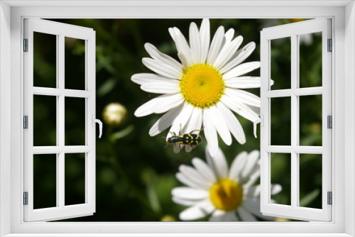 Fototapeta Naklejka Na Ścianę Okno 3D - Bug on Flower